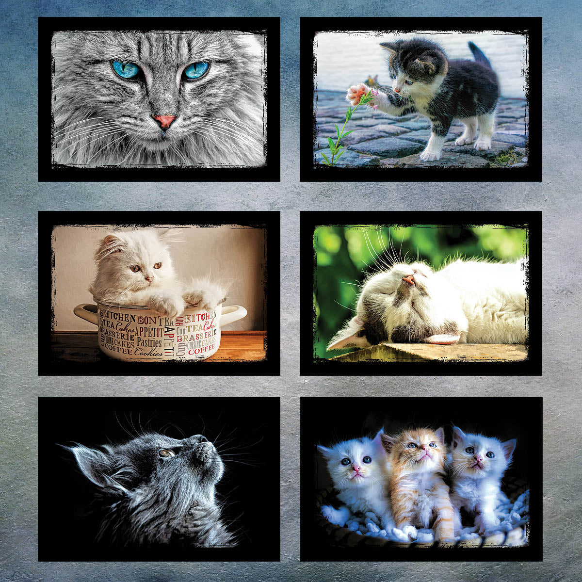 Cat and Kitten Postcards | Set of 12