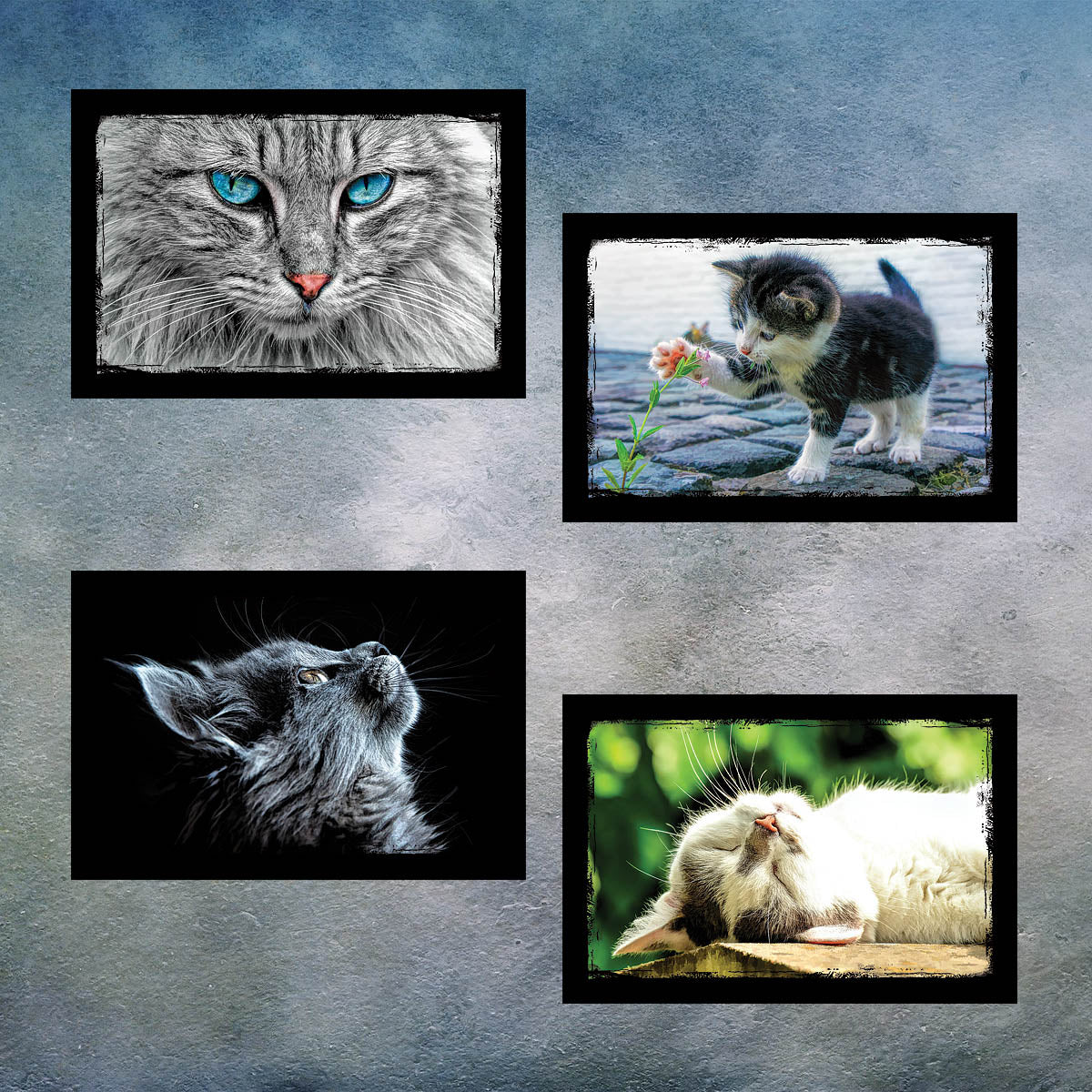 Cat and Kitten Postcards | Set of 8