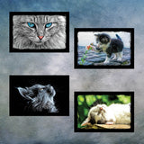 Cat and Kitten Postcards | Set of 8
