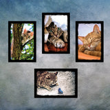 Cat and Kitten Postcards | Set of 8