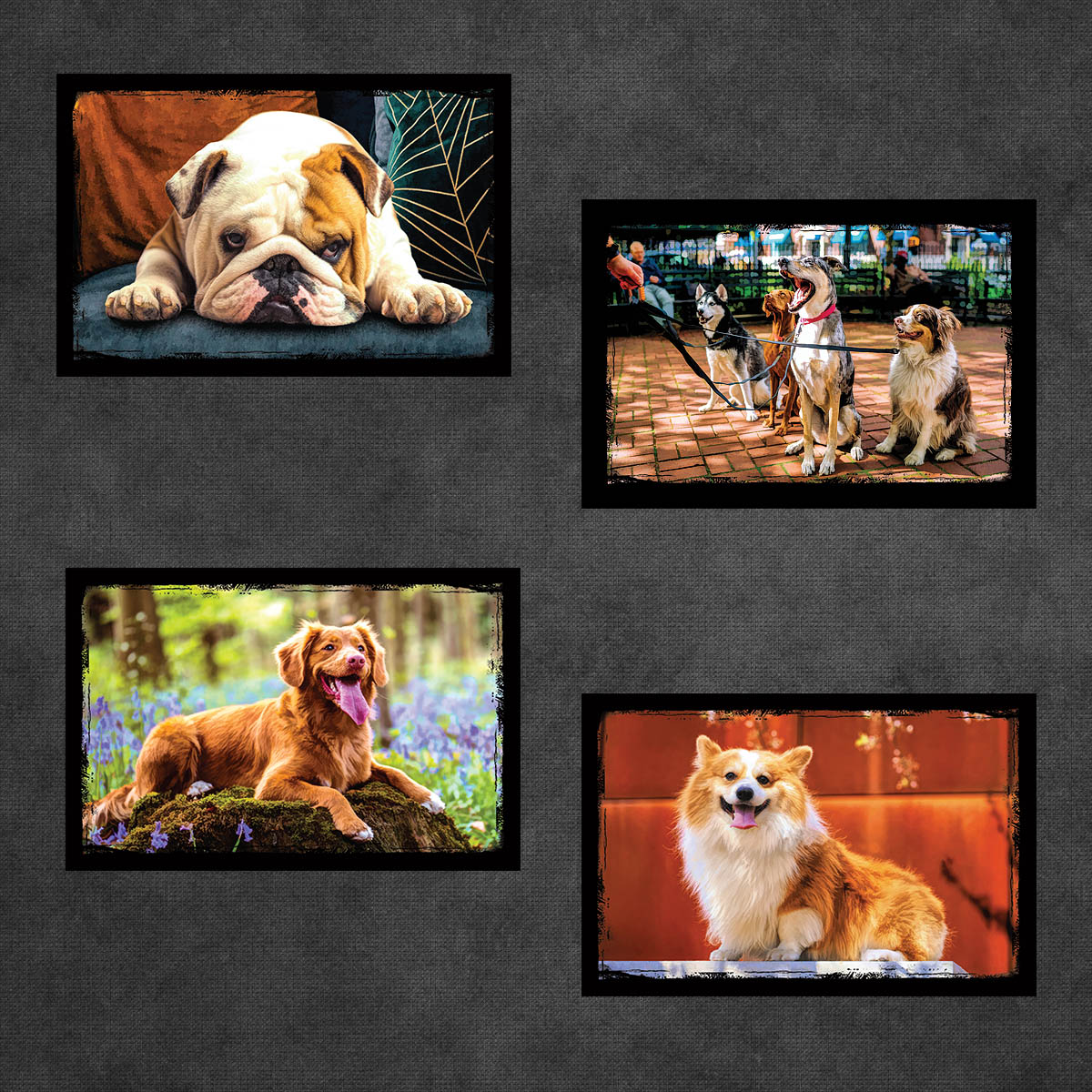 Dog and Puppy Postcards | Set of 8