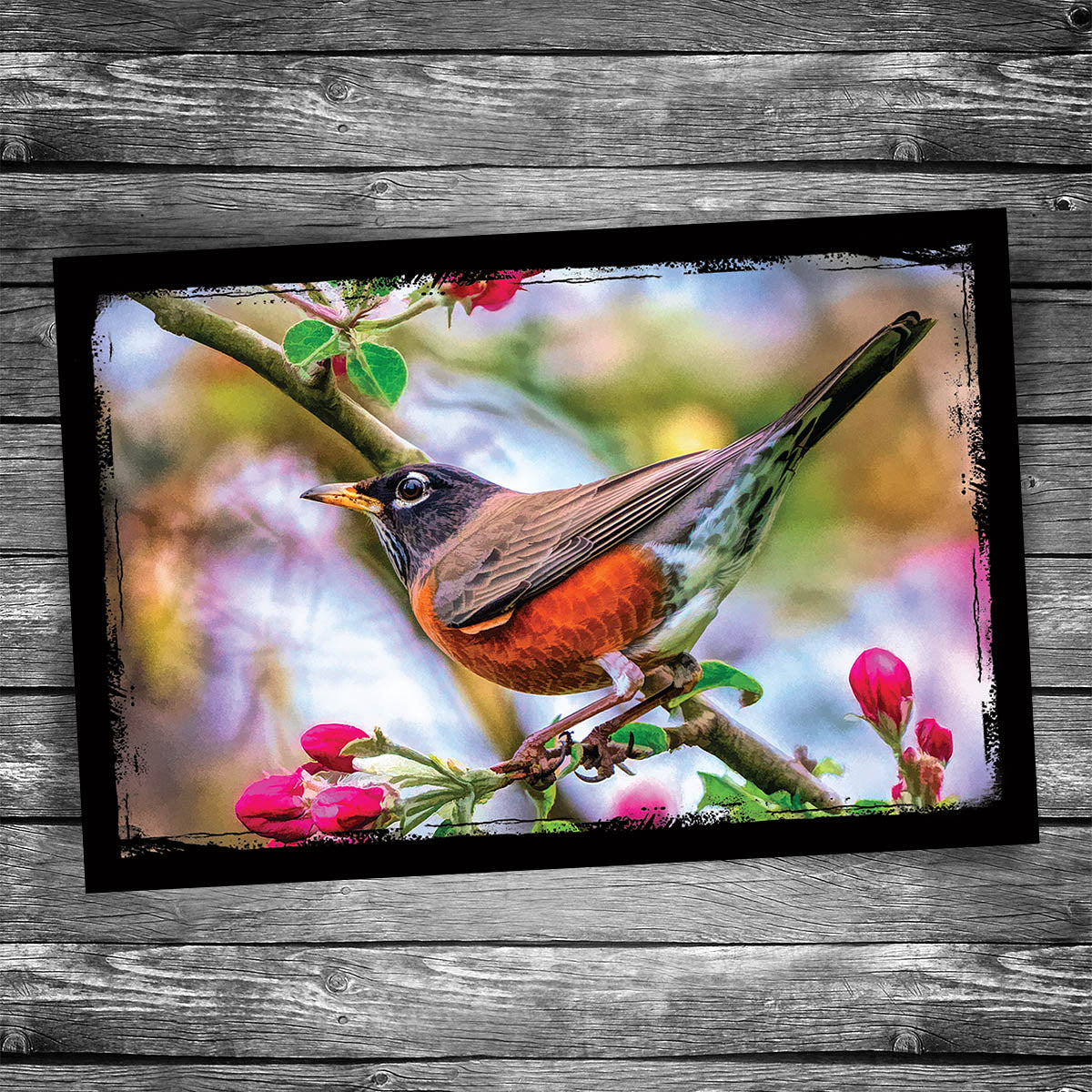 Robin Postcard