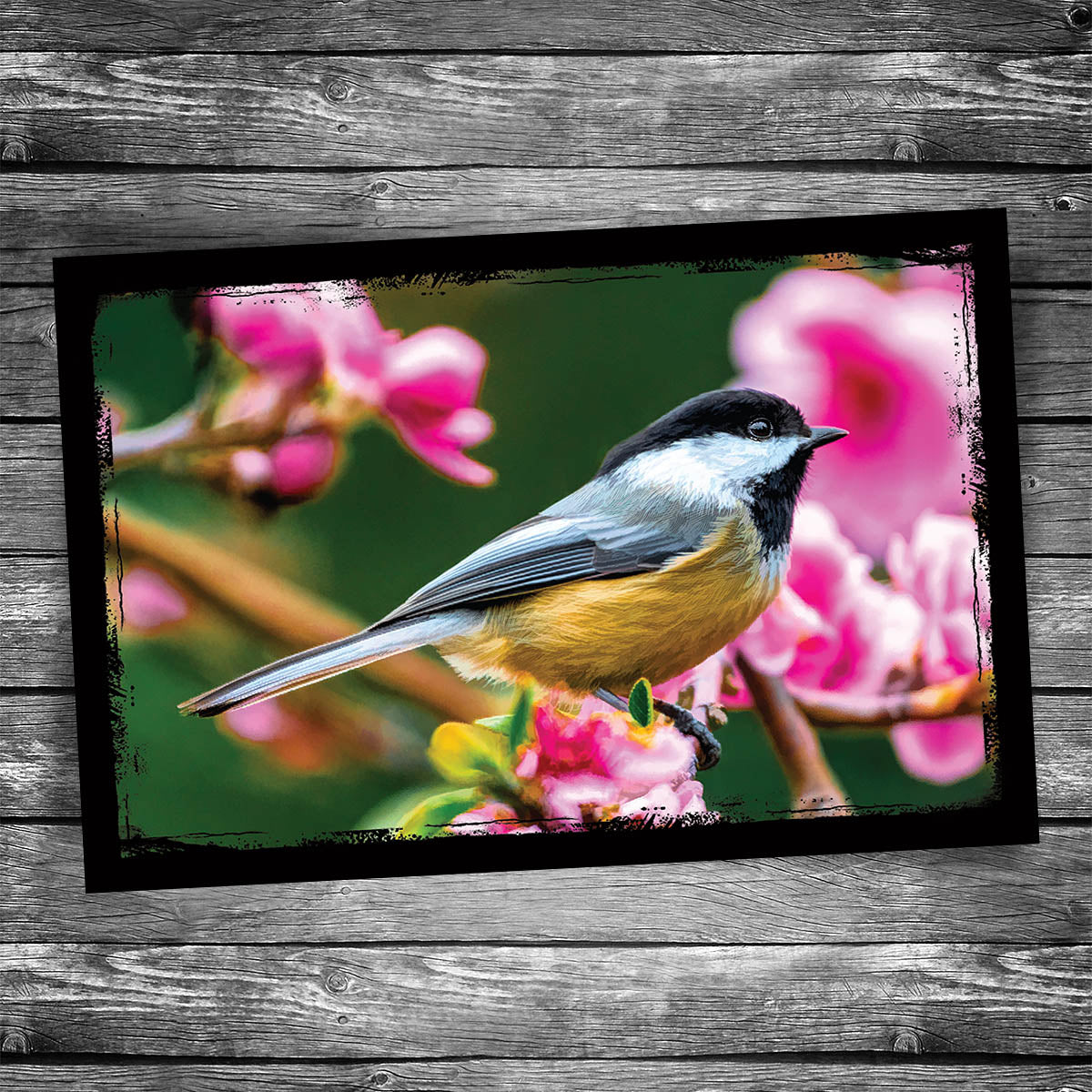 Chickadee Postcard