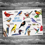 Birds of North America Collage Postcard