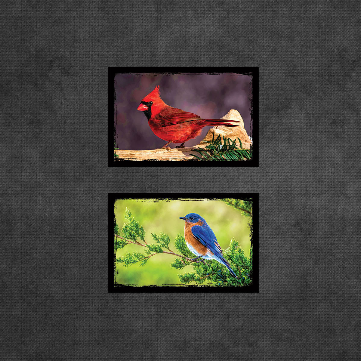 Birds of North America Postcards | Set of 12