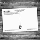 Bald Eagle Postcard