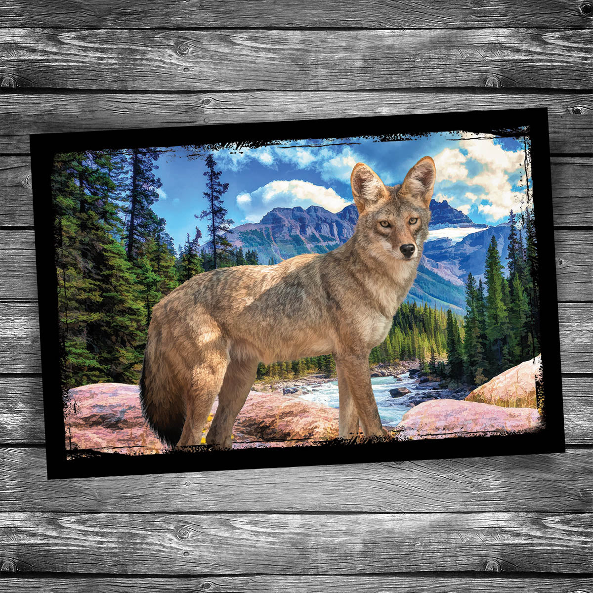Coyote Postcard