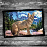 Coyote Postcard