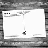 Red Fox Postcard