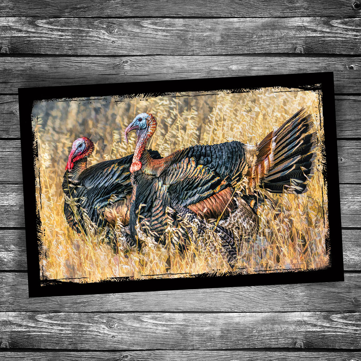 Turkeys Postcard