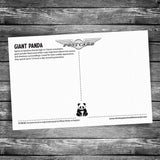 Giant Panda Postcard