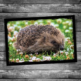Hedgehog Postcard