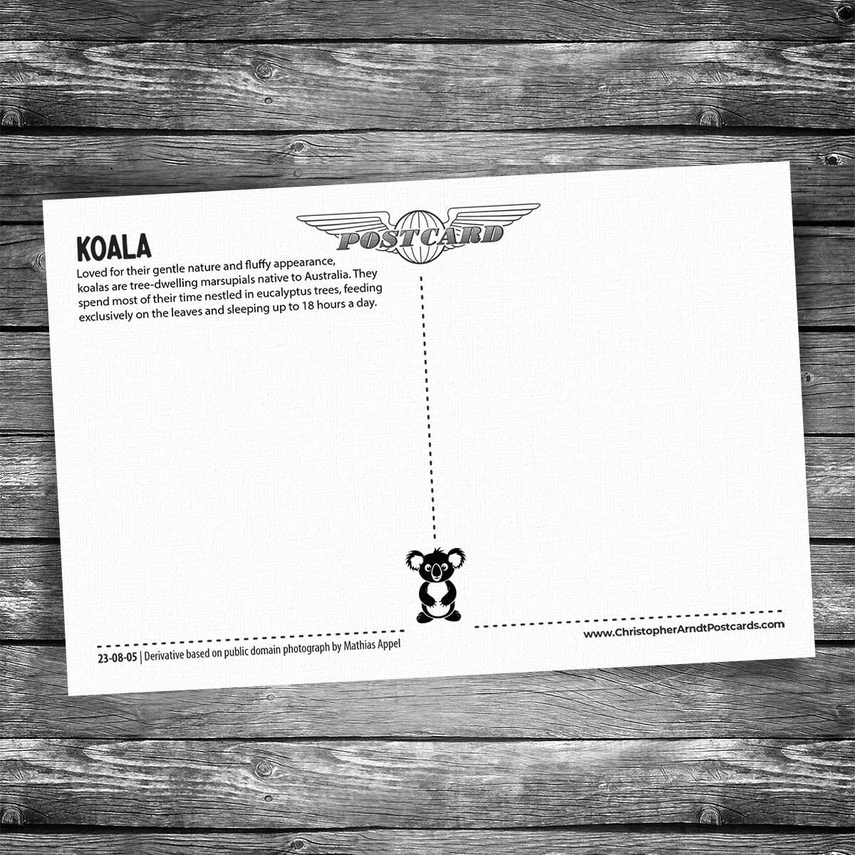 Koala Postcard