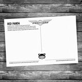 Red Panda Postcard
