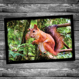 Red Squirrel Postcard