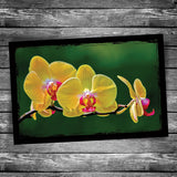 Orchid Postcard