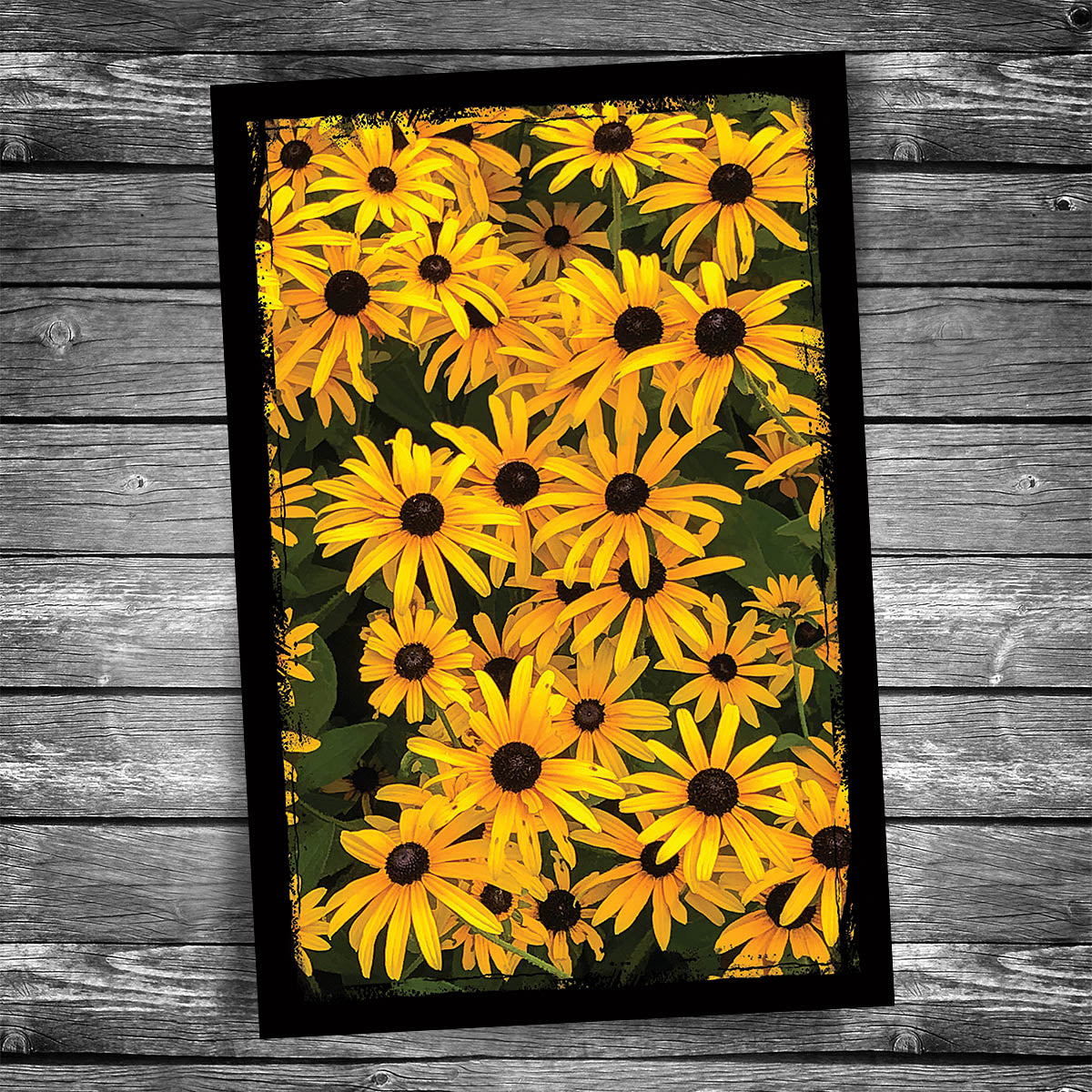 Black Eyed Susan Postcard