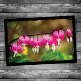 Bleeding Heart Postcard