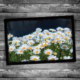 Shasta Daisy Postcard