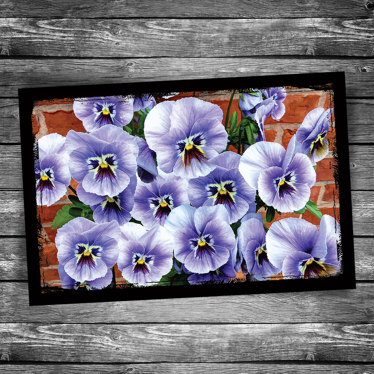 Pansy Postcard