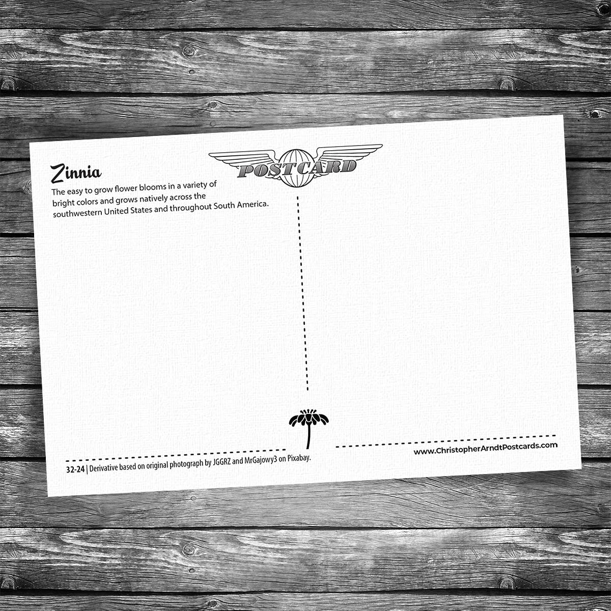 Zinnia Postcard