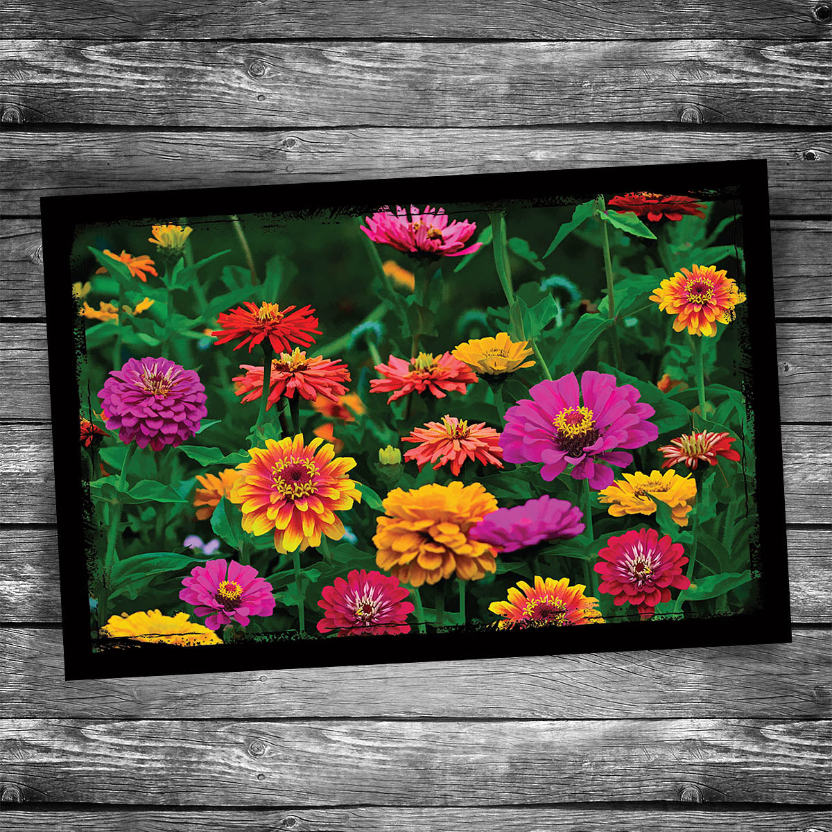 Zinnia Postcard – Christopher Arndt Postcard Co