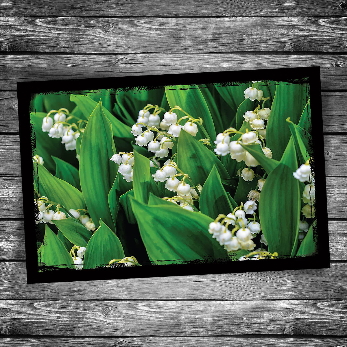 Lily-of-the-Valley Postcard