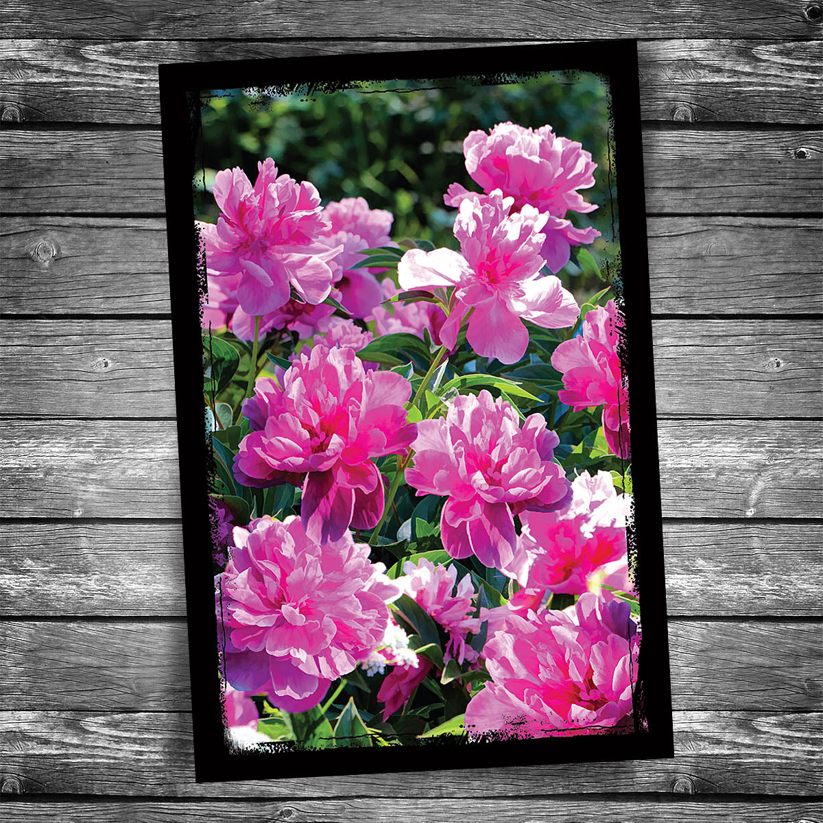 Peony Postcard – Christopher Arndt Postcard Co