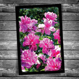 Peony Postcard