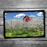 Door County Cherry Blossoms Red Barn Postcard