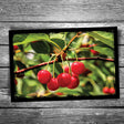 Door County Hanging Cherries Postcard