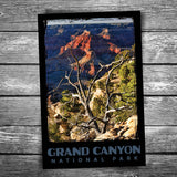 Grand Canyon National Park Branches Postcard