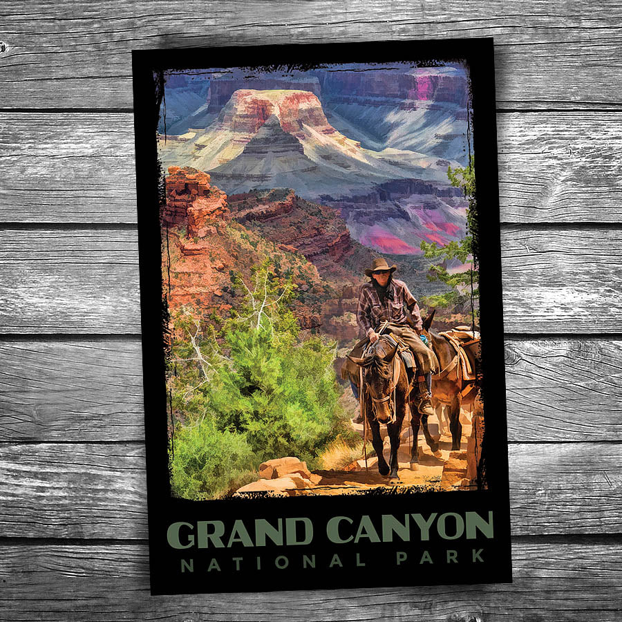 Grand Canyon National Park Mule Postcard