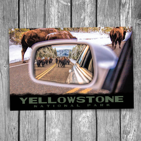Yellowstone National Park Bison Postcard