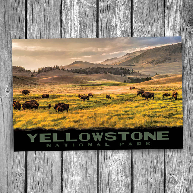 Yellowstone National Park Bison Lamar Valley Postcard