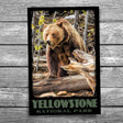 Yellowstone National Park Grizzly Bear Postcard