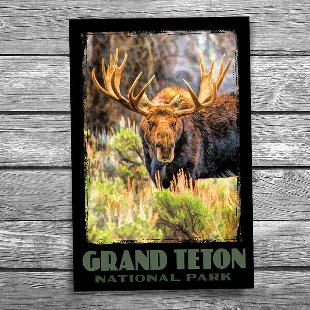 Grand Teton National Park Moose Postcard
