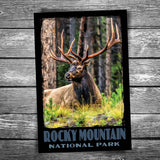 Rocky Mountain National Park - Elk