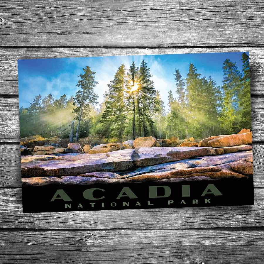Acadia National Park Shore Rays Postcard