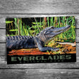 Everglades National Park Alligator Postcard