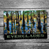 Everglades National Park Cypress Trees Postcard