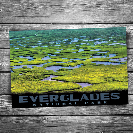Everglades National Park Swamp Postcard