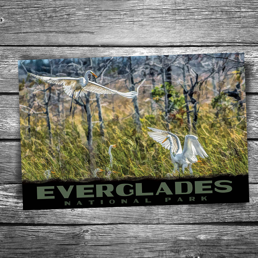 Everglades National Park Egret Postcard