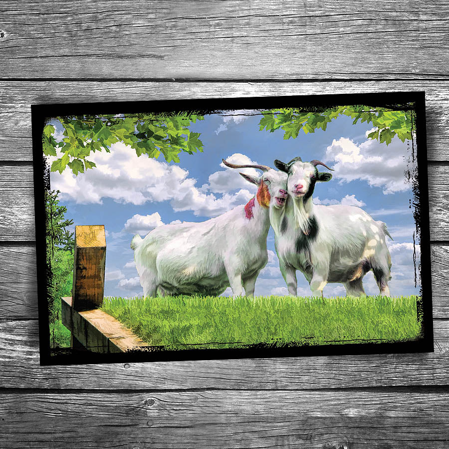 Door County Al Johnson's Goat Snuggle Postcard