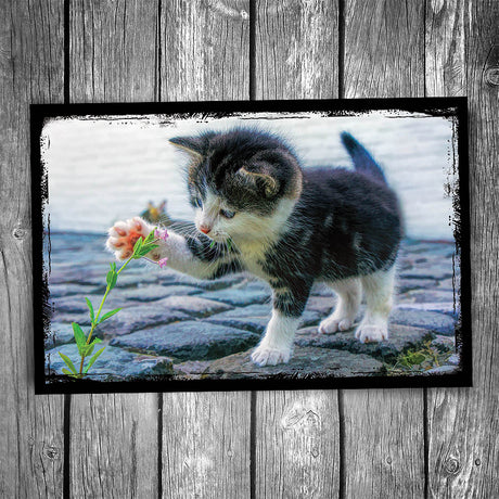 Playful Kitten Postcard