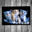 Basket of Kittens Postcard