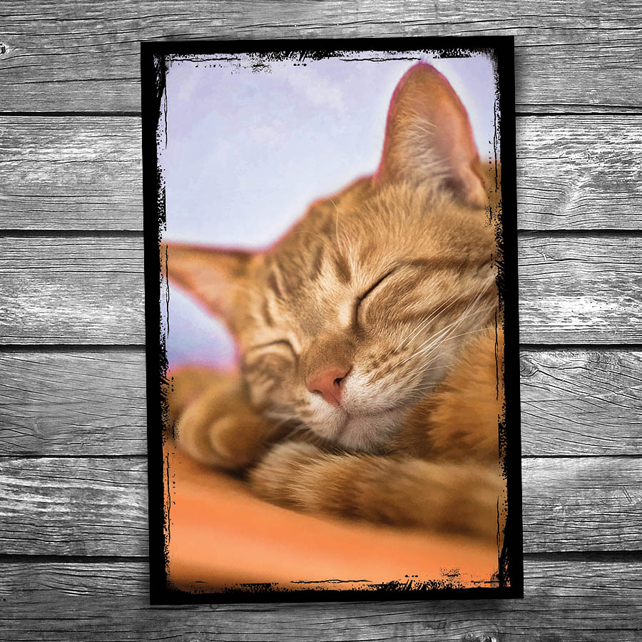 Sweet Dreams Cat Postcard