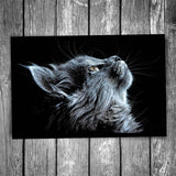 Black Cat Portrait Postcard