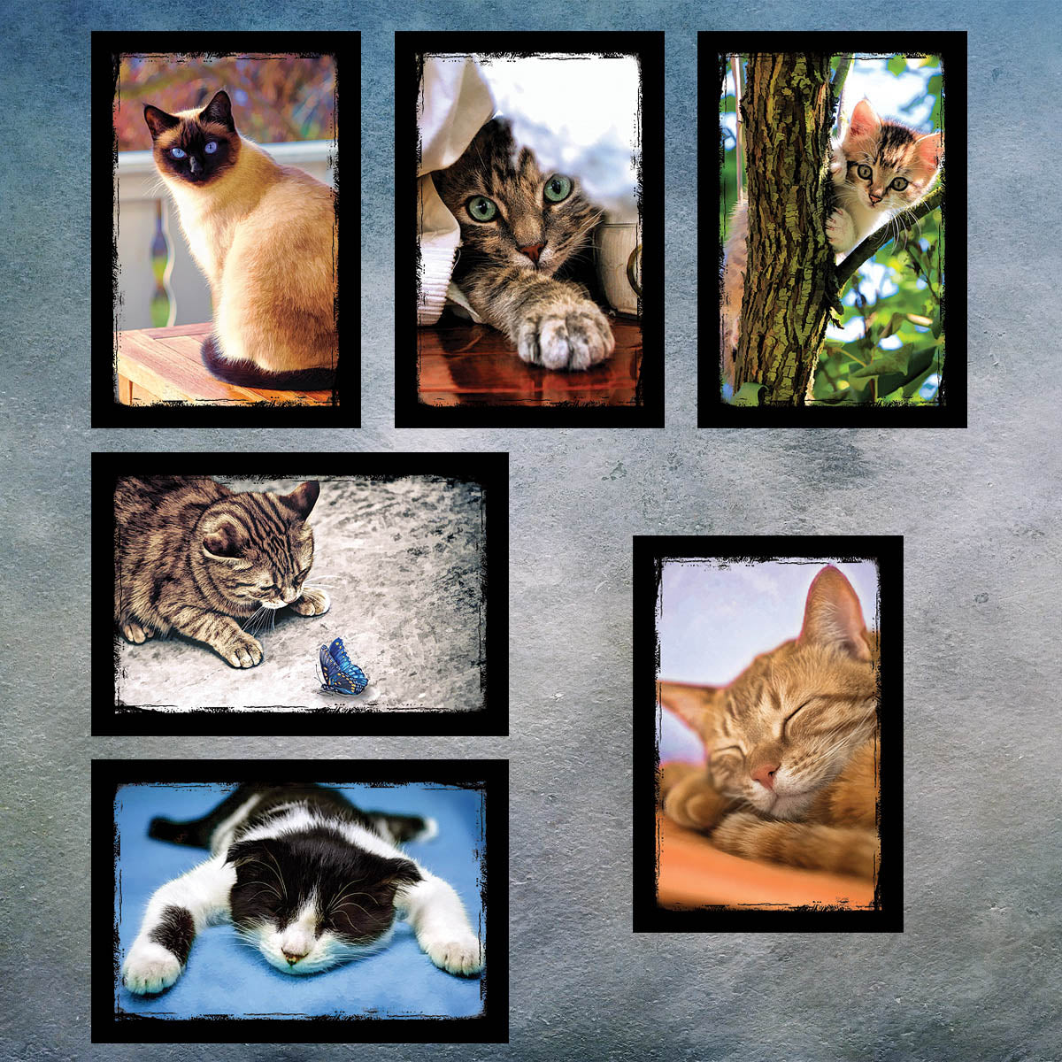 Cat and Kitten Postcards | Set of 12