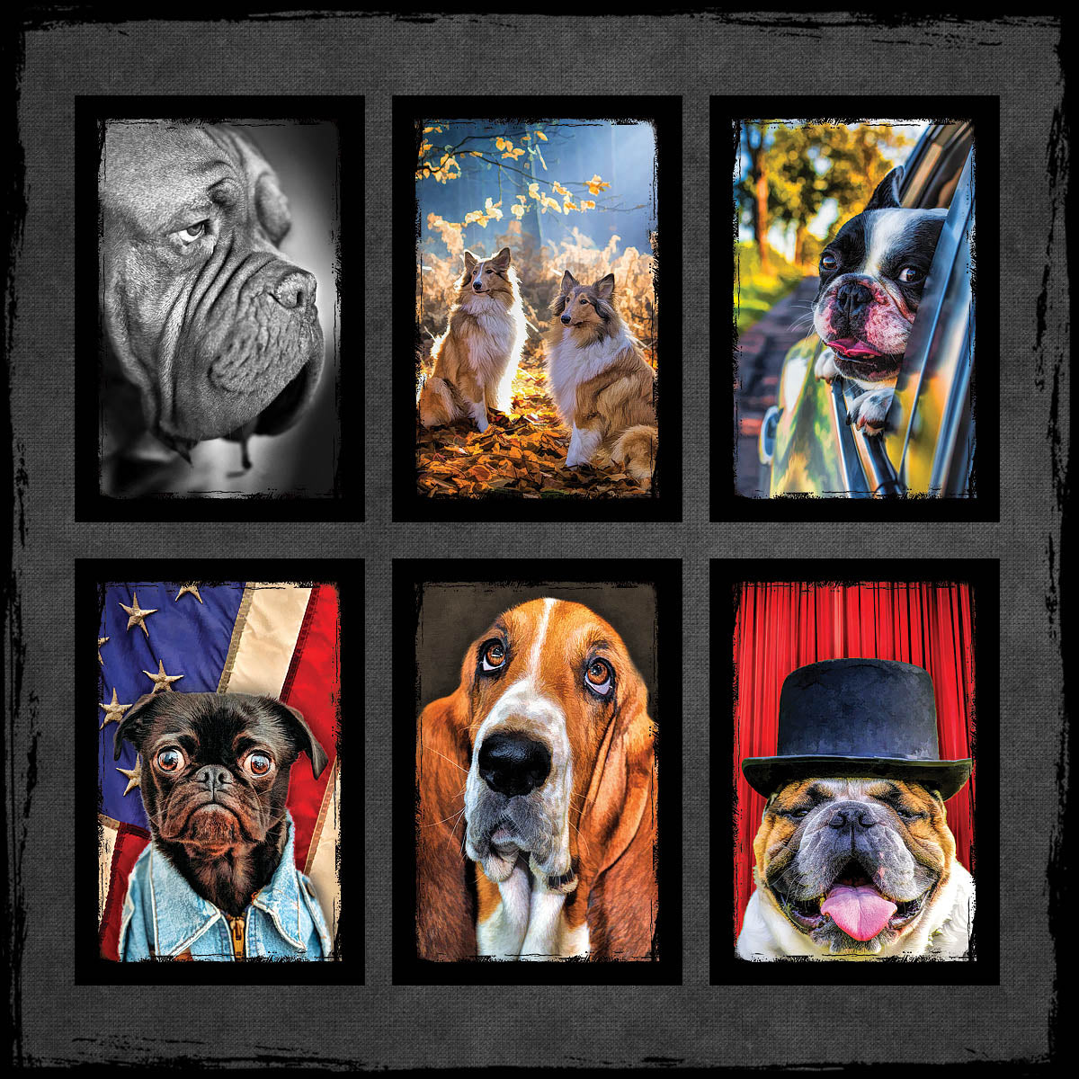 Dog and Puppy Postcards | Set of 12